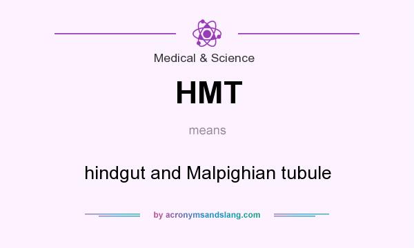 What does HMT mean? It stands for hindgut and Malpighian tubule