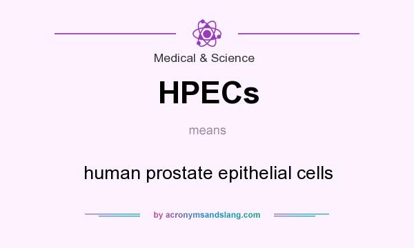What does HPECs mean? It stands for human prostate epithelial cells