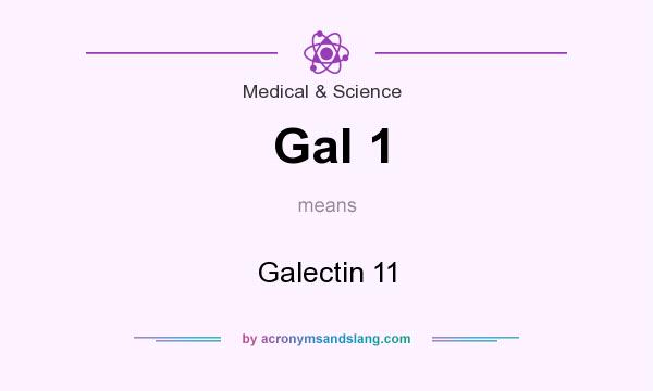 What does Gal 1 mean? It stands for Galectin 11
