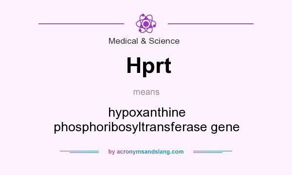 What does Hprt mean? It stands for hypoxanthine phosphoribosyltransferase gene