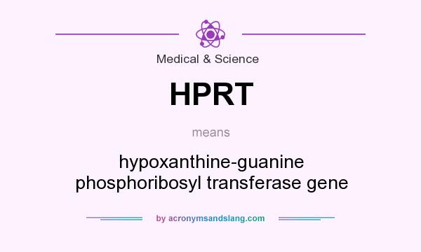 What does HPRT mean? It stands for hypoxanthine-guanine phosphoribosyl transferase gene