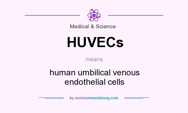 What does HUVECs mean? It stands for human umbilical venous endothelial cells