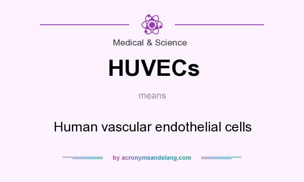 What does HUVECs mean? It stands for Human vascular endothelial cells