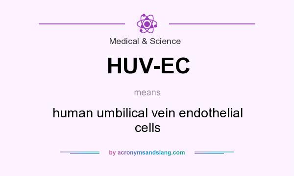 What does HUV-EC mean? It stands for human umbilical vein endothelial cells