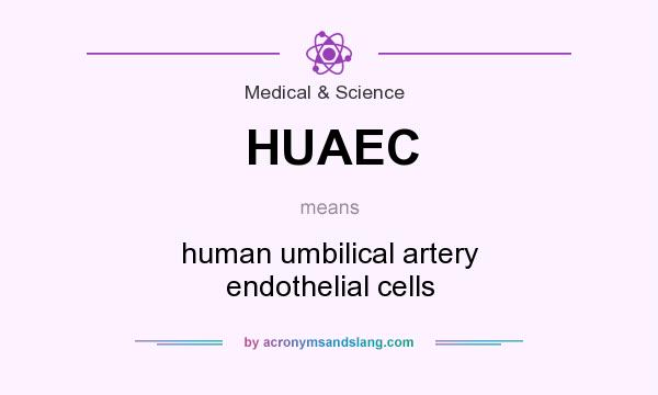 What does HUAEC mean? It stands for human umbilical artery endothelial cells