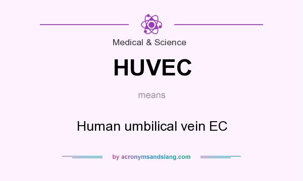 What does HUVEC mean? It stands for Human umbilical vein EC