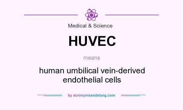 What does HUVEC mean? It stands for human umbilical vein-derived endothelial cells