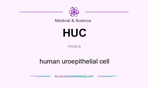 What does HUC mean? It stands for human uroepithelial cell