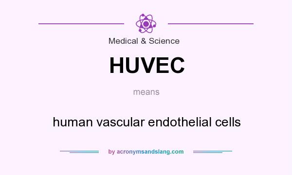 What does HUVEC mean? It stands for human vascular endothelial cells