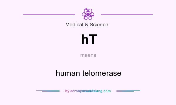 What does hT mean? It stands for human telomerase