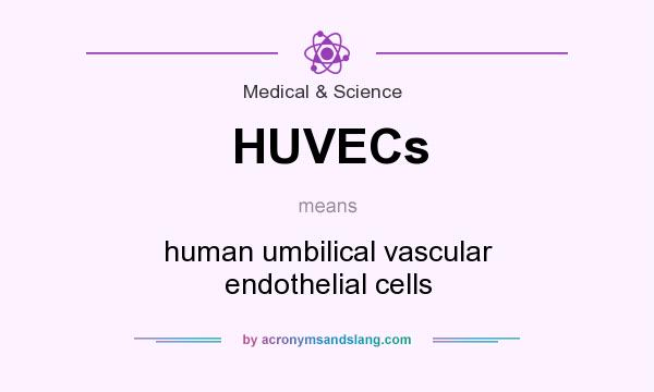 What does HUVECs mean? It stands for human umbilical vascular endothelial cells
