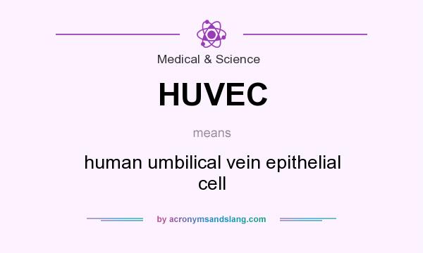 What does HUVEC mean? It stands for human umbilical vein epithelial cell