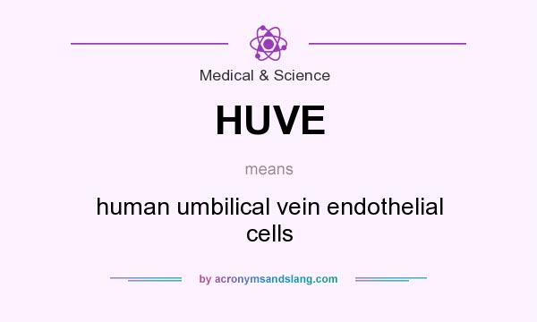 What does HUVE mean? It stands for human umbilical vein endothelial cells