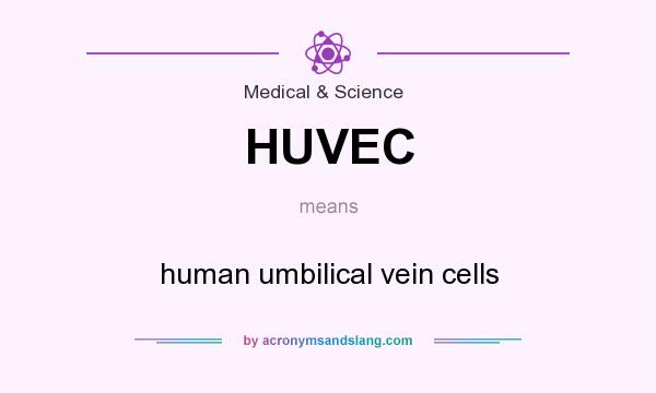 What does HUVEC mean? It stands for human umbilical vein cells