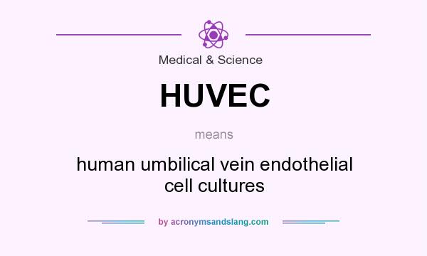What does HUVEC mean? It stands for human umbilical vein endothelial cell cultures