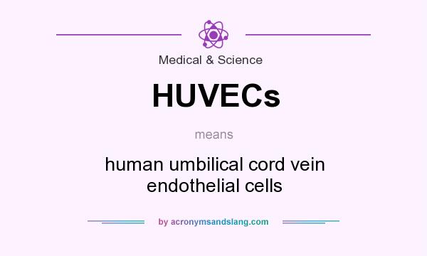 What does HUVECs mean? It stands for human umbilical cord vein endothelial cells