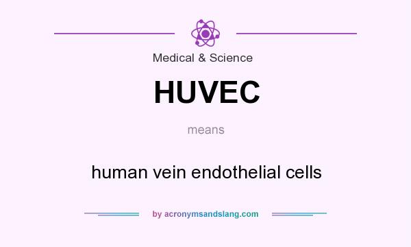 What does HUVEC mean? It stands for human vein endothelial cells