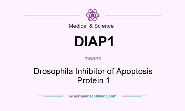 What does DIAP1 mean? It stands for Drosophila Inhibitor of Apoptosis Protein 1