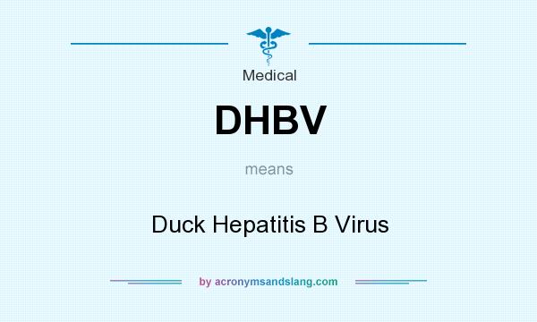 What does DHBV mean? It stands for Duck Hepatitis B Virus