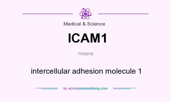 What does ICAM1 mean? It stands for intercellular adhesion molecule 1