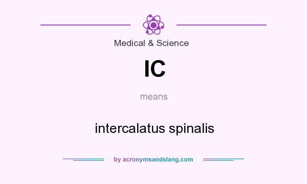 What does IC mean? It stands for intercalatus spinalis