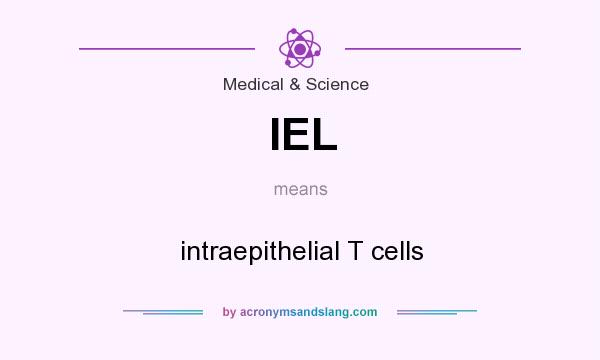 What does IEL mean? It stands for intraepithelial T cells