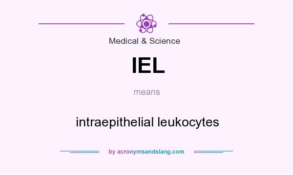 What does IEL mean? It stands for intraepithelial leukocytes