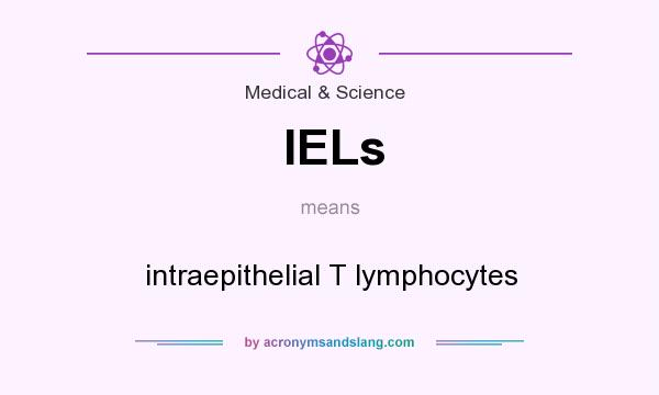 What does IELs mean? It stands for intraepithelial T lymphocytes