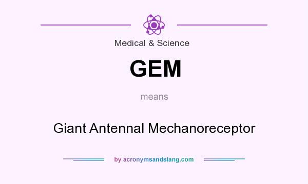 What does GEM mean? It stands for Giant Antennal Mechanoreceptor