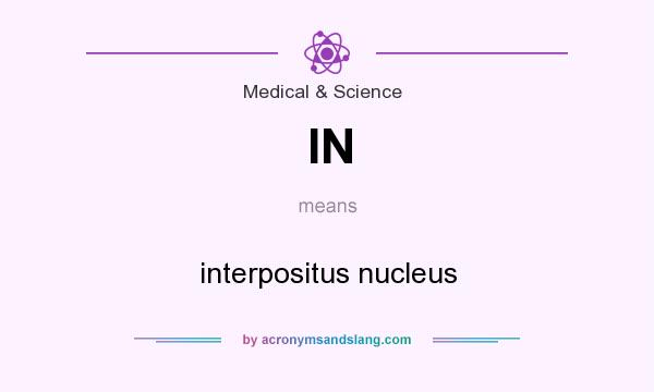 What does IN mean? It stands for interpositus nucleus