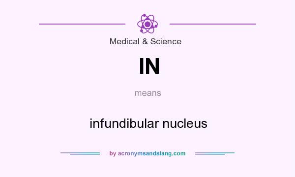 What does IN mean? It stands for infundibular nucleus