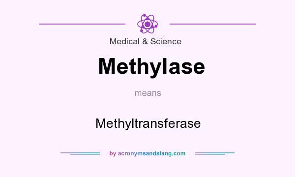 What does Methylase mean? It stands for Methyltransferase