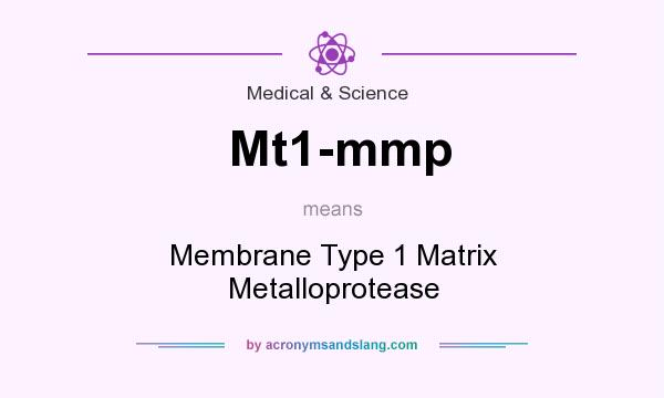 What does Mt1-mmp mean? It stands for Membrane Type 1 Matrix Metalloprotease