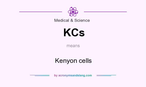 What does KCs mean? It stands for Kenyon cells