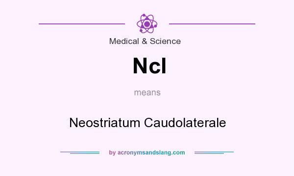 What does Ncl mean? It stands for Neostriatum Caudolaterale