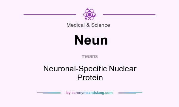 What does Neun mean? It stands for Neuronal-Specific Nuclear Protein