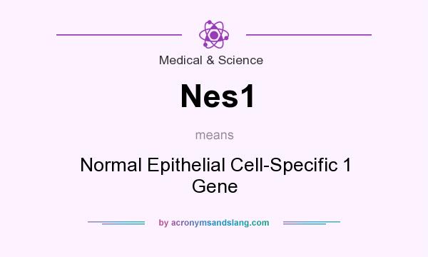 What does Nes1 mean? It stands for Normal Epithelial Cell-Specific 1 Gene