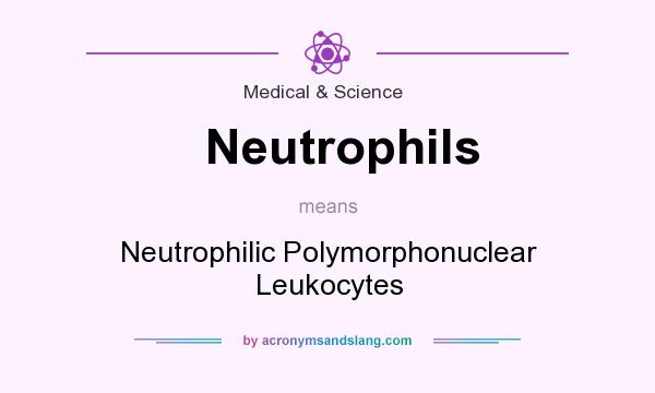 What does Neutrophils mean? It stands for Neutrophilic Polymorphonuclear Leukocytes