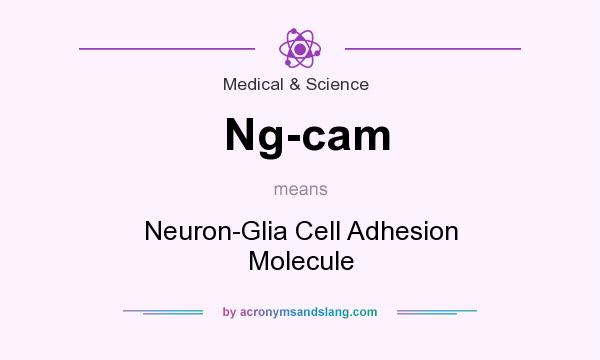 What does Ng-cam mean? It stands for Neuron-Glia Cell Adhesion Molecule