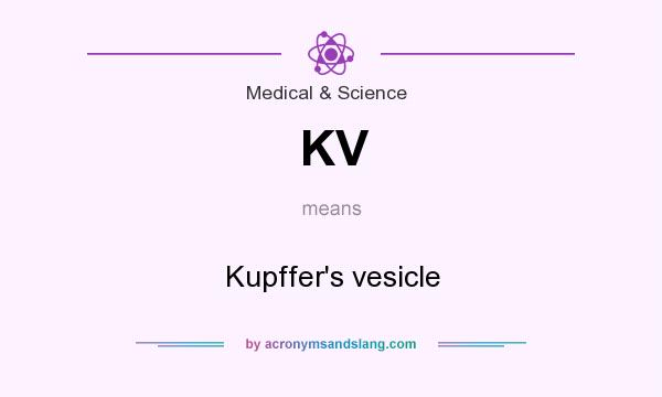 What does KV mean? It stands for Kupffer`s vesicle