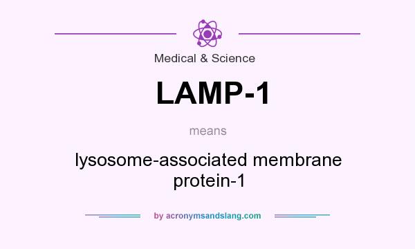 What does LAMP-1 mean? It stands for lysosome-associated membrane protein-1