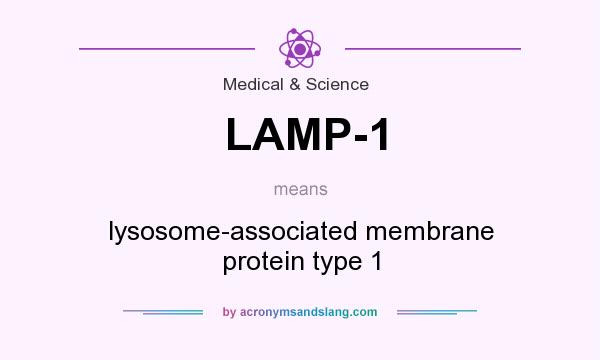 What does LAMP-1 mean? It stands for lysosome-associated membrane protein type 1