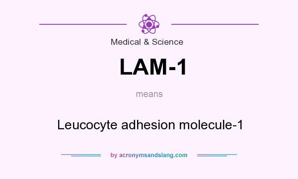 What does LAM-1 mean? It stands for Leucocyte adhesion molecule-1