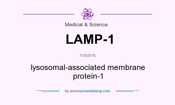 What does LAMP-1 mean? It stands for lysosomal-associated membrane protein-1