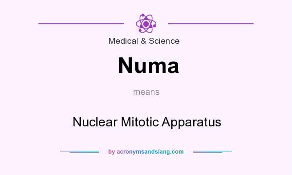 What does Numa mean? It stands for Nuclear Mitotic Apparatus