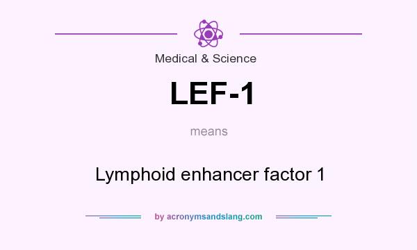 What does LEF-1 mean? It stands for Lymphoid enhancer factor 1