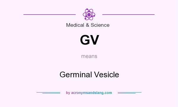 What does GV mean? It stands for Germinal Vesicle
