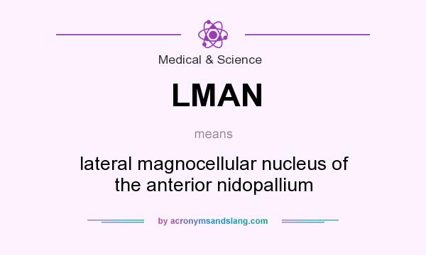 What does LMAN mean? It stands for lateral magnocellular nucleus of the anterior nidopallium