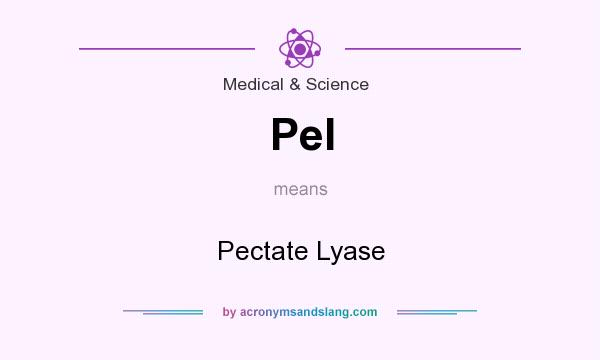What does Pel mean? It stands for Pectate Lyase