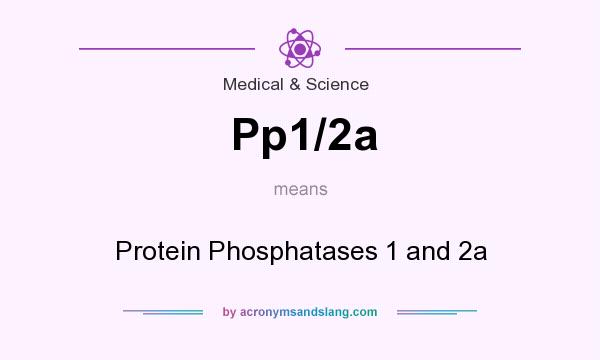 What does Pp1/2a mean? It stands for Protein Phosphatases 1 and 2a
